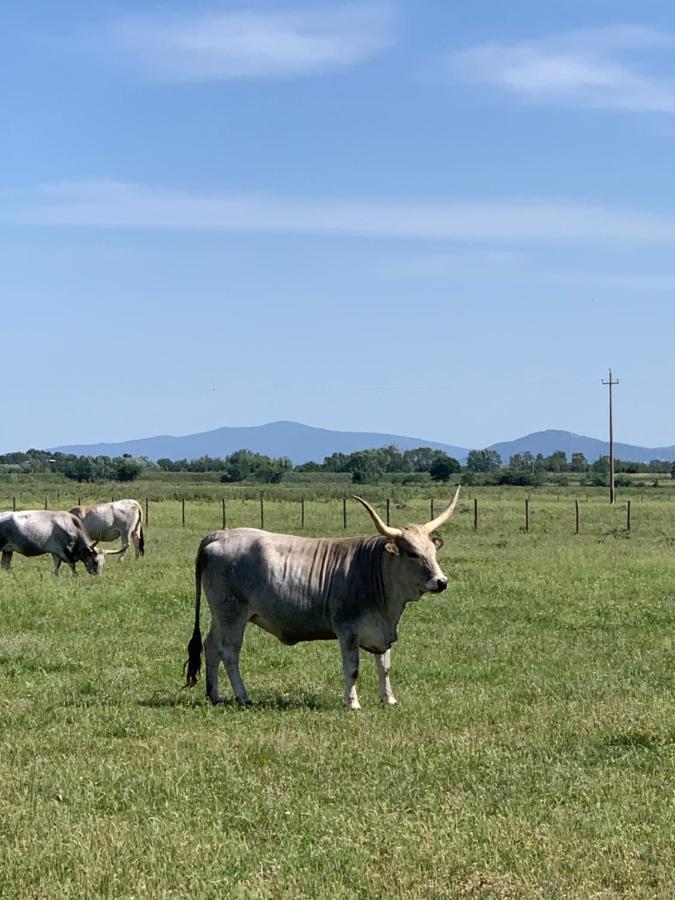 Residenza L'Ulivo Villa Alberese Bagian luar foto